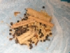 Spices